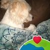 straype